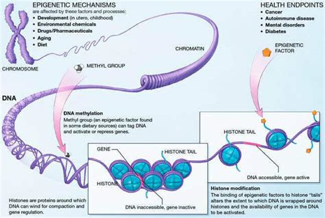 Part 1: Aging and epigenetic alterations - Work for human longevity