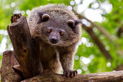 Binturong | CRITTERFACTS