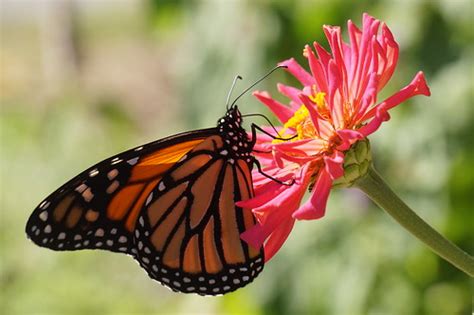 Monarch Butterflies Are Transgenic | I saw at least two at t… | Flickr