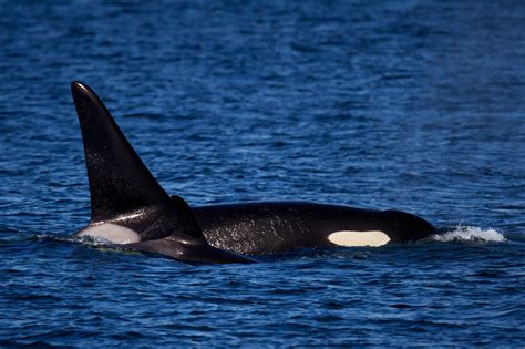 Orca Whale With Calf Fine Art Photo Print For Sale | Photos by Joseph C ...