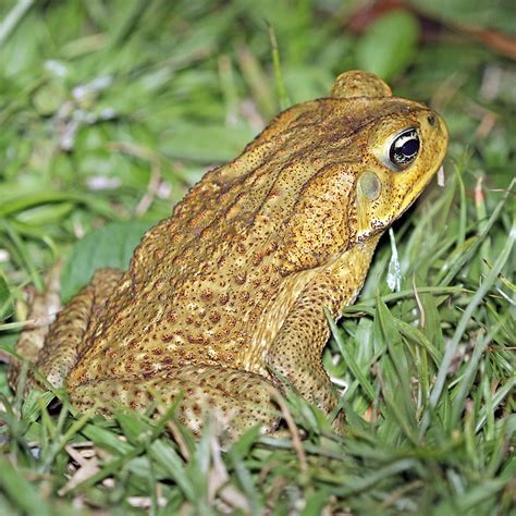 Pictures Of Toads