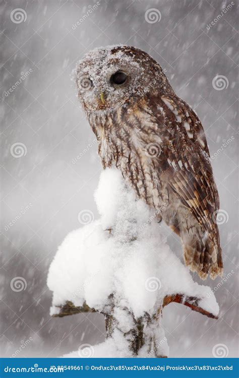 Winter Wildlife Scene with Owl. Tawny Owl Snow Covered in Snowfall during Winter Stock Image ...