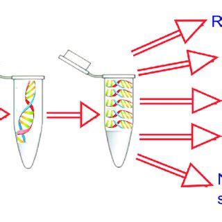 (PDF) Whole genome amplification on single cell