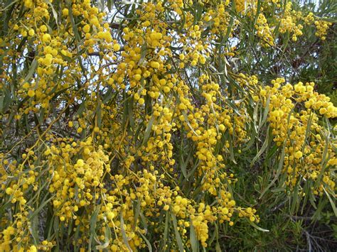 Wattle blossom | Wattle flowers are everywhere at present in… | Flickr