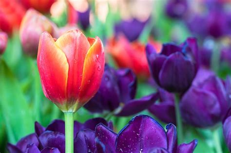 Premium Photo | Red and purple tulips in the garden