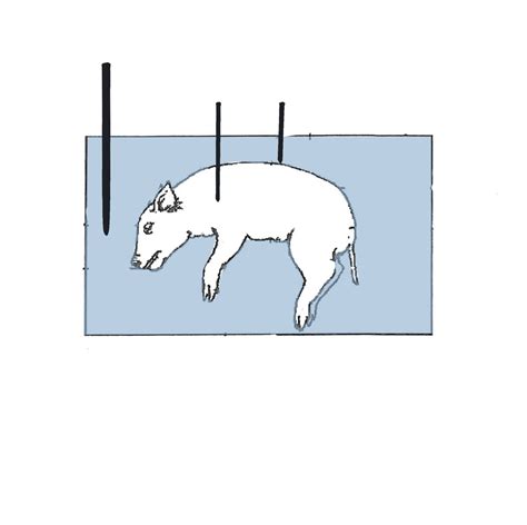 Sagittal plane Diagram | Quizlet