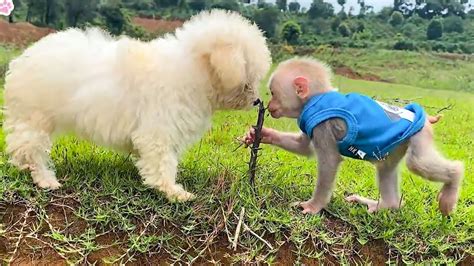 BiBi monkey happily playing with poodle in the meadow - YouTube