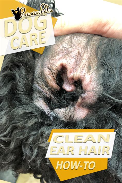 How to Remove Dead Hair From Dog Ears