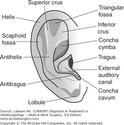 Get External Ear Anatomy PNG