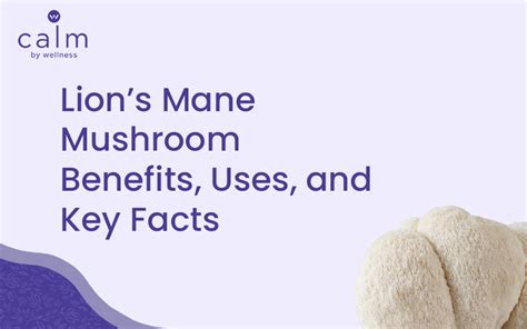 Exploring Lion's Mane Mushroom Benefits - Calm by Wellness