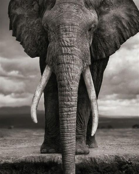 Nick Brandt - Elephant Drinking, Amboseli – Nick Brandt, Africa, Animal, Elephant For Sale at ...