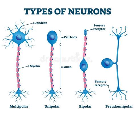 Types Of Neurons Vector Illustration. Labeled Nerve Parts Comparison ...