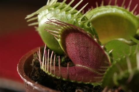 How the Venus Flytrap Kills and Digests Its Prey | Live Science