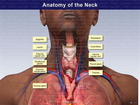 Anatomy of the Neck - TrialExhibits Inc.