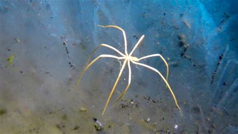 Underwater 'Spider' Breathes Through Its Legs, A New Study Reveals ...