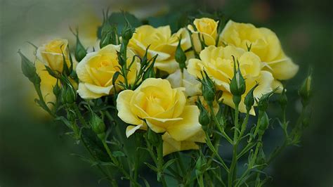 Yellow roses are blooming in the garden wallpapers and images - wallpapers, pictures, photos