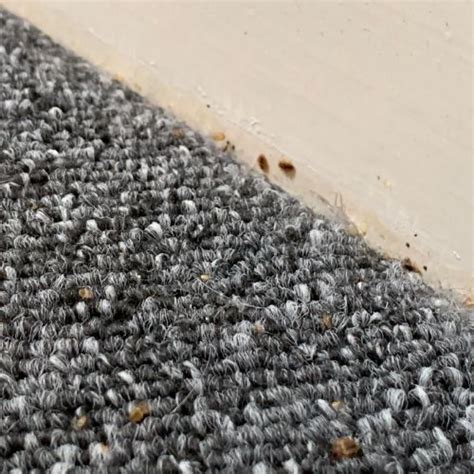 Bed Bugs Vs Carpet Beetles - How to tell if it's Bed Bugs or Carpet ...