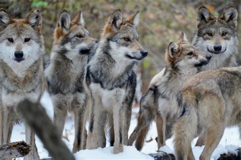 Mexican-gray-wolf-pups-1 - Animal Fair