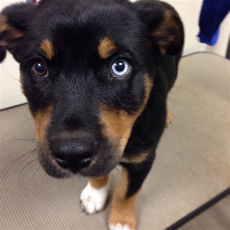 beautiful rottweiler/husky mix puppy | Rottweiler mix, Rottweiler puppies, Rottweiler funny