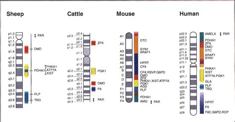 Figure 2 from A linkage map of the ovine X chromosome. | Semantic Scholar