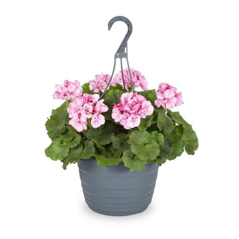 1.5-Gallon Multicolor Zonal Geranium in Hanging Basket at Lowes.com