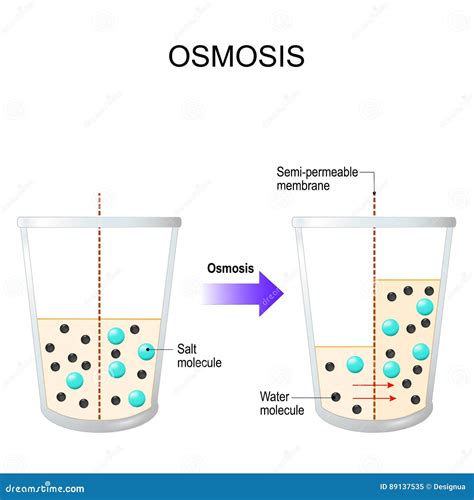 Osmosis. Water Passing through a Semi-permeable Membrane Stock Vector - Illustration of filter ...