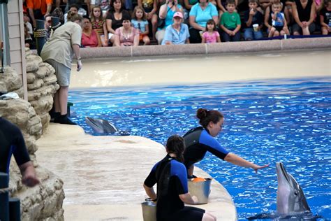 ...tbd...: Wordless Wednesday- Dolphin Show at Brookfield zoo!