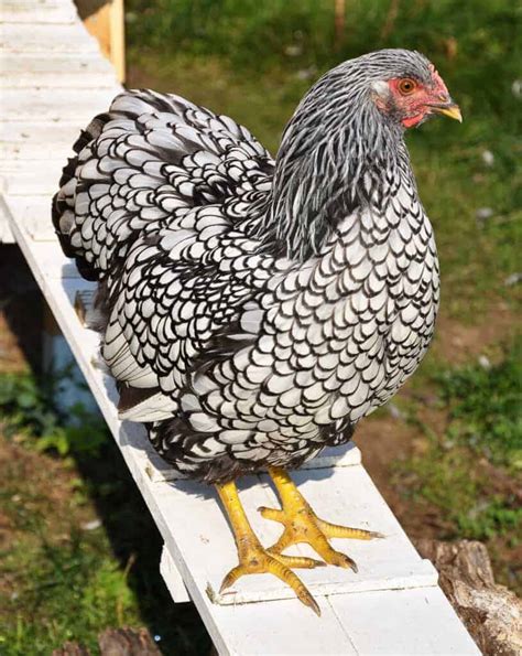 Best Places to Buy Wyandotte Chickens - Pampered Chicken Mama: Raising ...