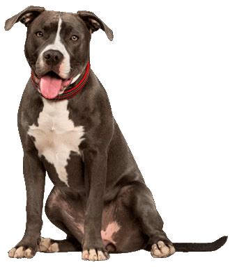 American Pit Bull Terrier - Training Course on American Pit Bull Terrier