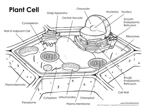 plant-cell-labeled - Tim's Printables