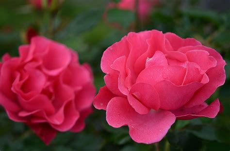 Roses,flower,nature,macro,pink - free image from needpix.com