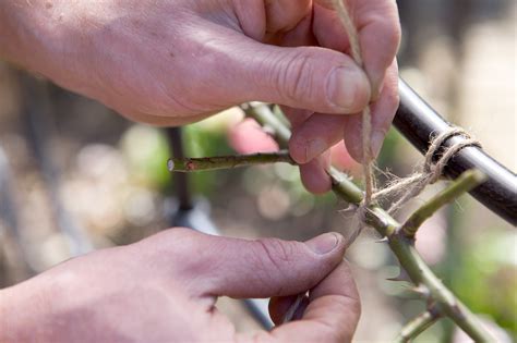 How To Prune a Climbing Rose - gardenersworld.com