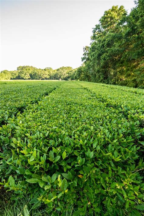 One of our favorite views. | Tea garden, Tea farm, Garden