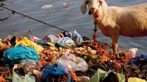 Today’s Pic: Grazing in the Ganges