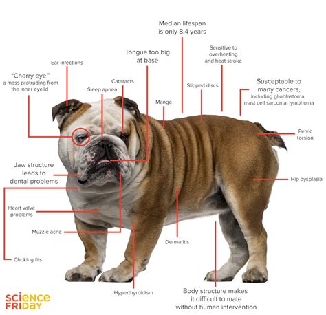 Are English Bulldogs Born With Long Tails