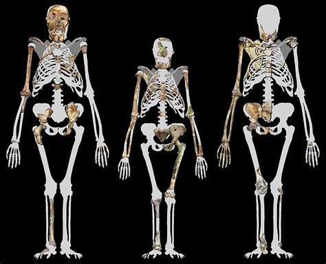 File:Australopithecus sediba and Lucy.jpg - Wikimedia Commons