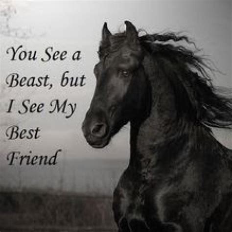 Horse Quotes (HorseandHorses) Twitter