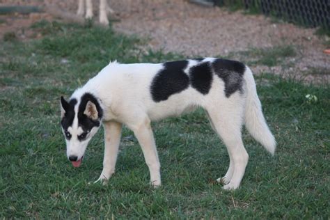 Black & White Piebald Siberian Husky | Siberian husky, Blue eyed dog ...