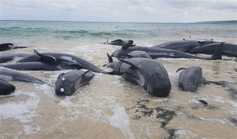 Over 150 whales have become stranded at a beach in WA - Australian Geographic