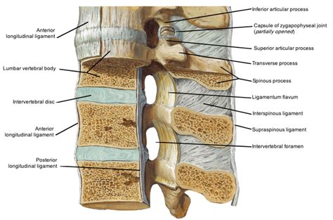 Notes on Anatomy and Physiology: The Spinal Ligaments - Holding All The Parts Together - The ...