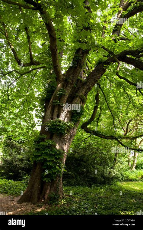 Old chestnut tree hi-res stock photography and images - Alamy