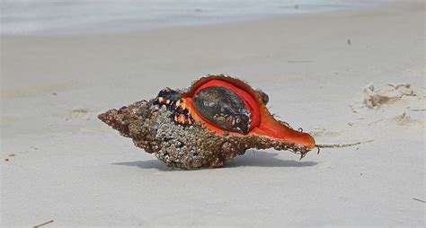 Horse Conch Shell Photograph by Dayton Preston - Fine Art America