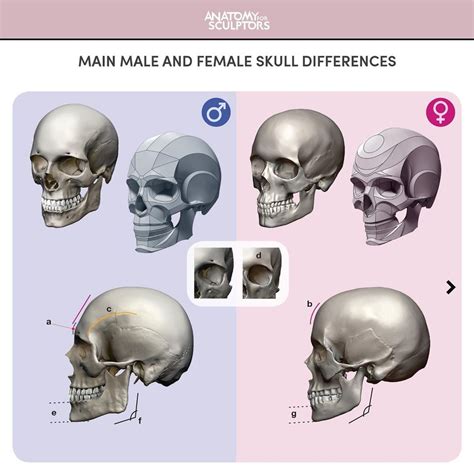 Anatomy For Sculptors on Instagram: “Male and female skull – what are the main differences ...