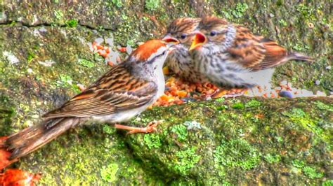 Backyard Birding....and Nature: Chipping Sparrow Feeding Fledglings