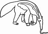 Anteater Coloring Pages  Best For Kids Animal sketch template