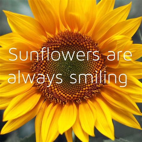 Cute Quotes About Sunflowers Ideas – Mdqahtani