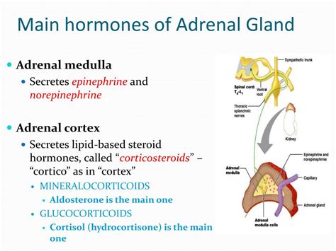 Hormones of adrenal gland - liosuite