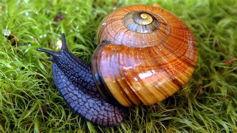 Powelliphanta snail: Invertebrates