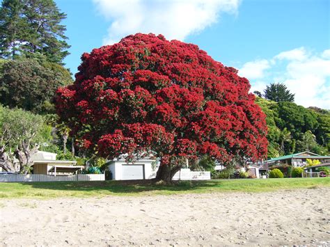 Naomi's Garden: Pōhutukawa - New Zealand Christmas Tree