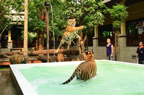 Chiang Mai Destination: Tiger Kingdom Chiang Mai